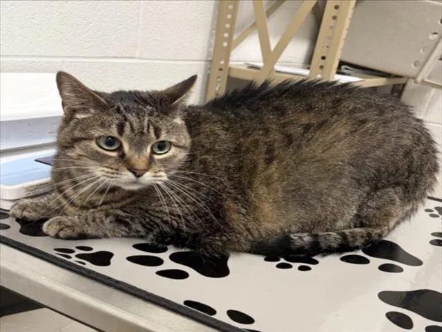 An adult medium-sized female Domestic Short Hair cat named Wonder for adoption in Derwood, MD