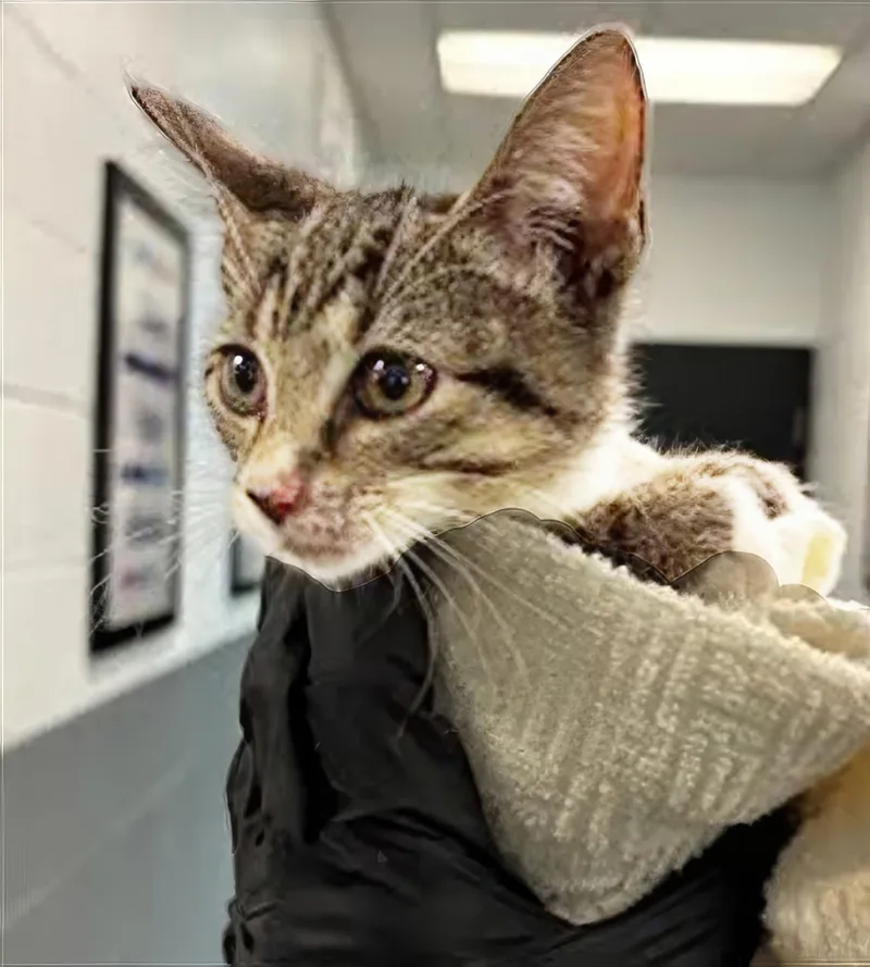 A baby medium-sized male Tabby (Gray / Blue / Silver) Domestic Short Hair cat named Kazoo for adoption in Nashville, TN