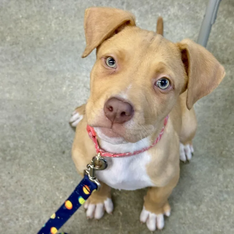 A baby large-sized male Yellow / Tan / Blond / Fawn Pit Bull Terrier dog named Hercules Pr for adoption in Union, MO