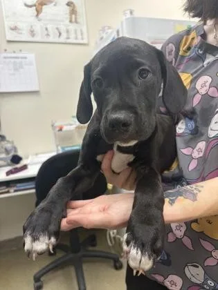 A baby small-sized female Terrier dog named Lorraine for adoption in Palm Coast, FL