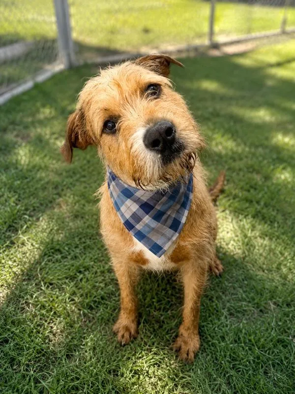 An adult large-sized male Airedale Terrier dog named Fluff Mcgruff for adoption in Lafayette, LA