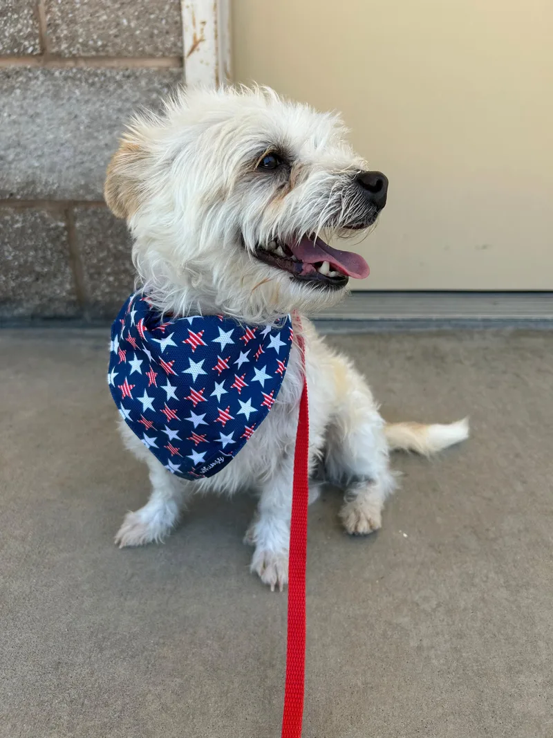 An adult small-sized male White / Cream Terrier dog named Murphy for adoption in Ripon, CA