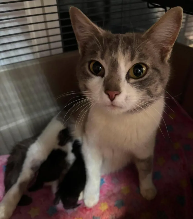 A baby small-sized female Domestic Short Hair cat named Pansy for adoption in Rutherfordton, NC