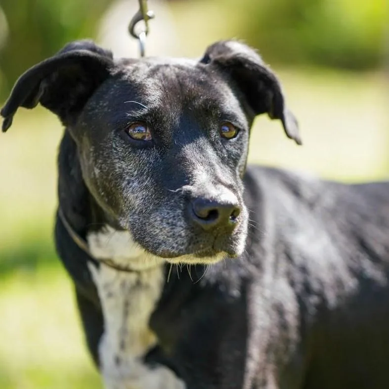 A senior medium-sized male Pointer dog named Koa for adoption in Orange, CA