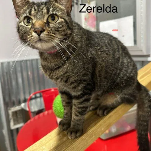 An adult medium-sized female Tabby (Brown / Chocolate) Domestic Short Hair cat named Zerelda James for adoption in Tipp City, OH