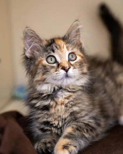 A baby small-sized female Domestic Medium Hair cat named Ellie for adoption in Pequot Lakes, MN