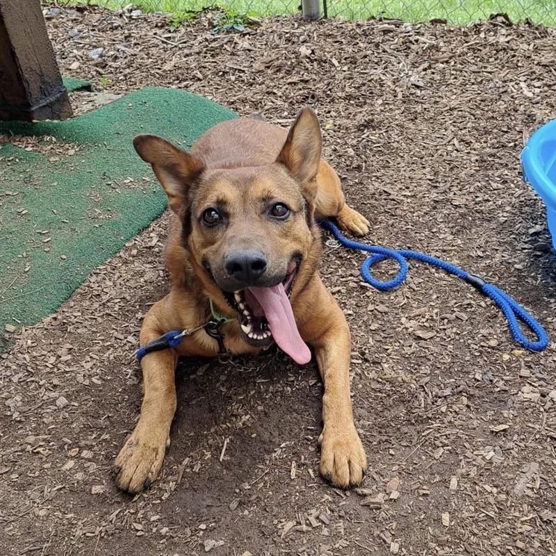 A young large-sized male Bicolor Shepherd dog named Rex for adoption in Cedarburg, WI