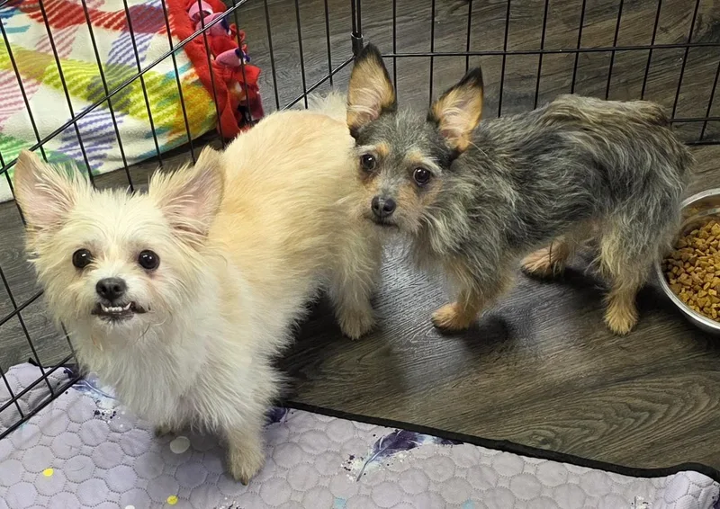 A young small-sized female White / Cream Chihuahua dog named Ivory & Reese for adoption in Momence, IL