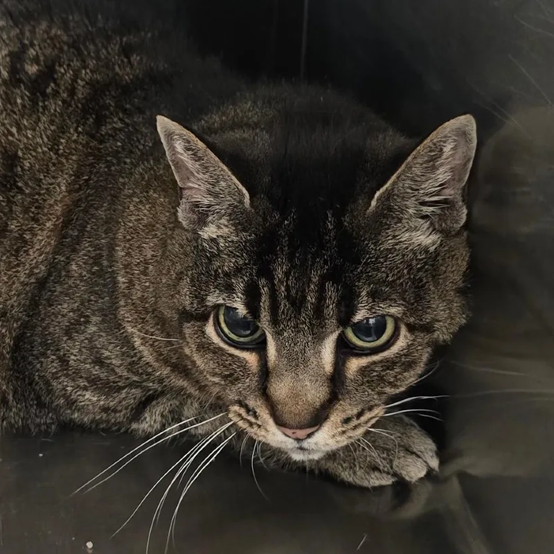 A senior medium-sized female Gray / Blue / Silver Domestic Short Hair cat named Matilda for adoption in Washburn, MO