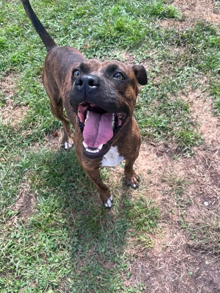 An adult medium-sized male Pit Bull Terrier dog named Pixel Camden for adoption in Woodbine, GA