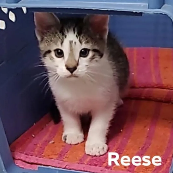 A baby small-sized female Gray / Blue / Silver Domestic Short Hair cat named Reese for adoption in Meridian, ID