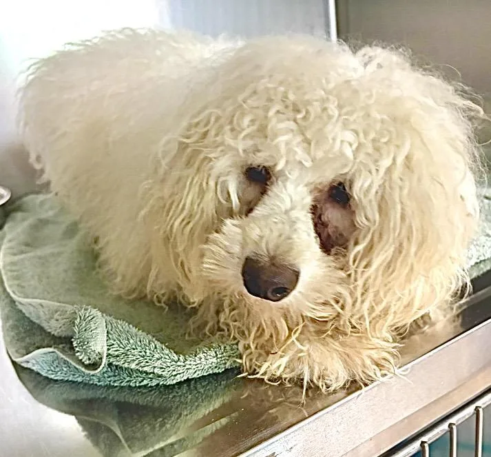 A senior small-sized male White / Cream Miniature Poodle dog named Pierre for adoption in Warren, NJ