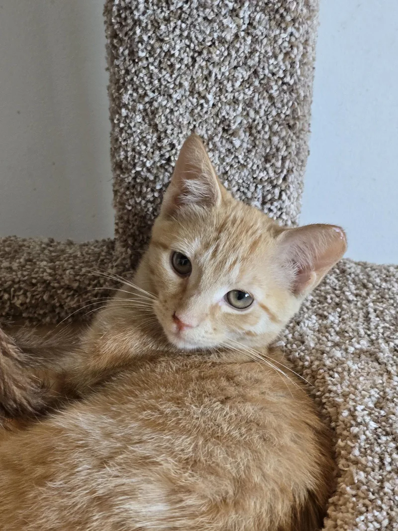 A baby medium-sized female Orange / Red Domestic Short Hair cat named Carly Willow Grove for adoption in Greenville, DE