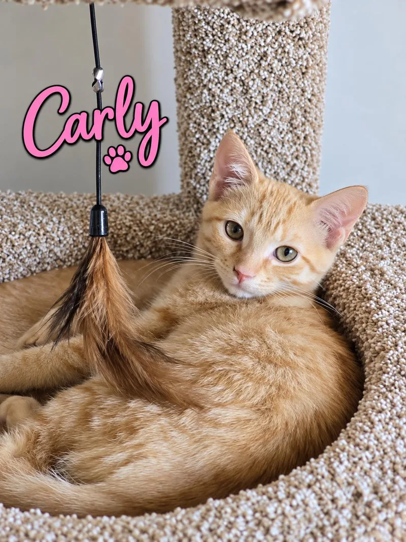 Carly  Willow Grove thumbnail 2