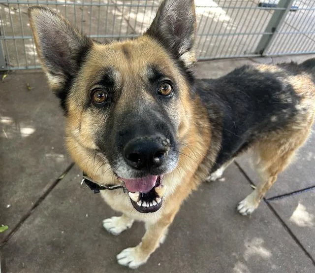 An adult large-sized male German Shepherd Dog dog named Dylan for adoption in Martinez, CA