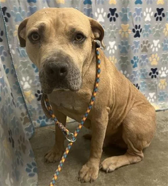 An adult medium-sized male Staffordshire Bull Terrier dog named Boudin for adoption in Rosenberg, TX