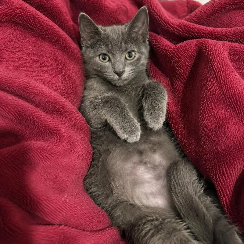 A baby small-sized male Gray / Blue / Silver Domestic Short Hair cat named Sampson for adoption in Tustin, CA