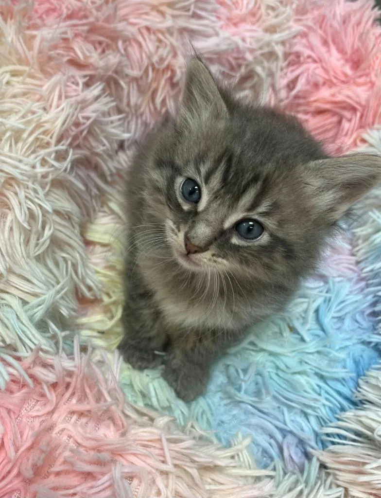 A baby small-sized male Domestic Short Hair cat named Kola for adoption in Clinton, SC