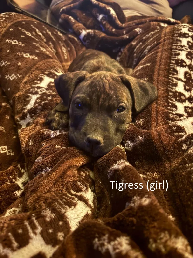 A baby medium-sized male Brindle Boxer dog named Tigress and Cringer for adoption in Macomb, IL