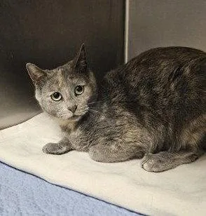 An adult medium-sized female Domestic Short Hair cat named Shilah for adoption in Sullivan, IN