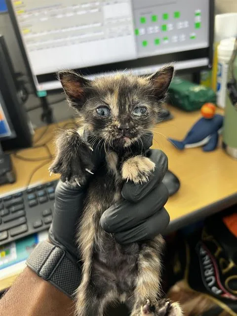 A baby medium-sized female Domestic Medium Hair cat named Wednesday for adoption in Dallas, TX