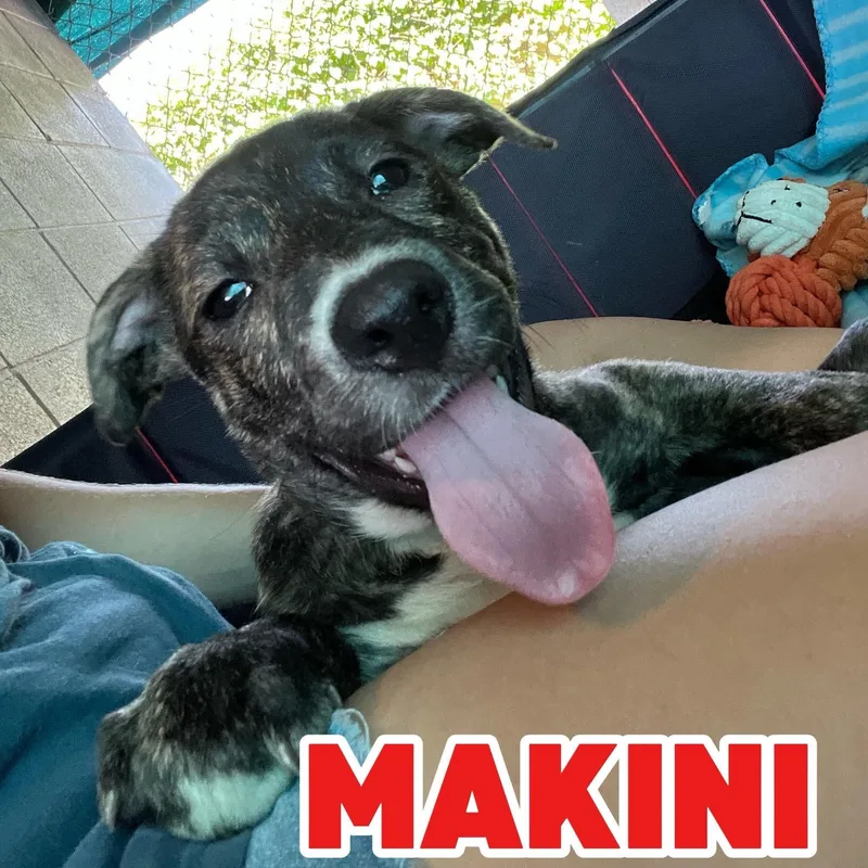A baby medium-sized male Brindle American Staffordshire Terrier dog named Makini for adoption in Hampton, VA
