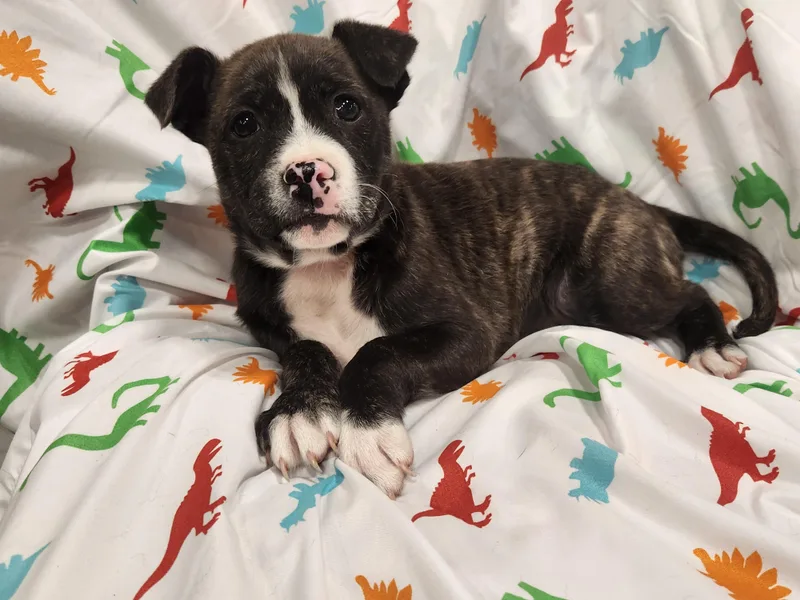 Fitz  Taking Applications thumbnail 2