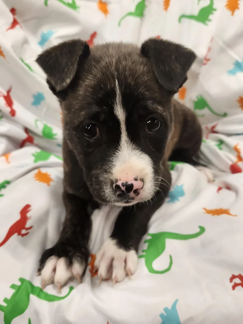 Fitz  Taking Applications thumbnail 3