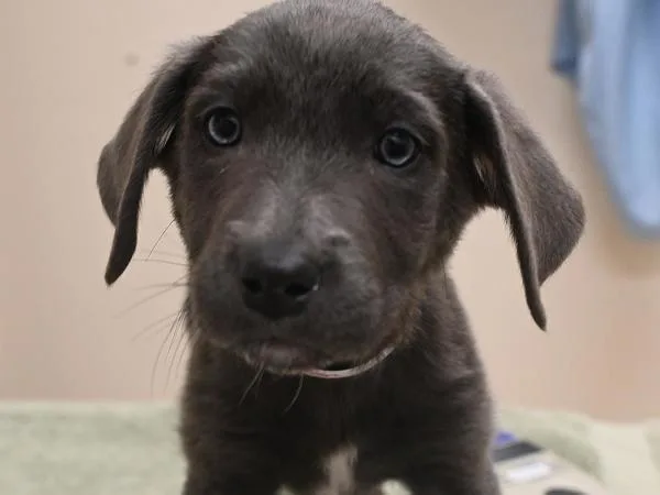 A baby small-sized female Newfoundland Dog dog named Marten for adoption in Portland, OR