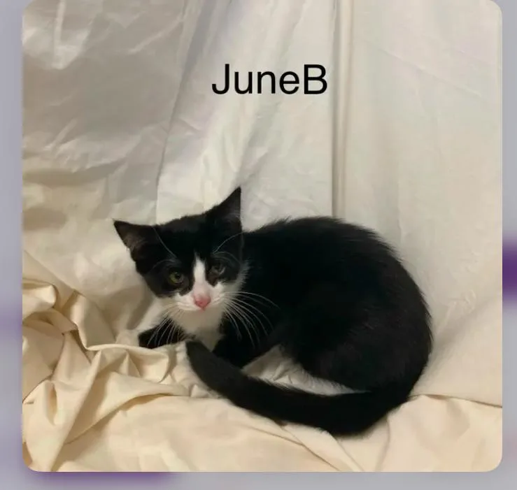 An adult small-sized female Domestic Short Hair cat named JuneB for adoption in Columbus, GA
