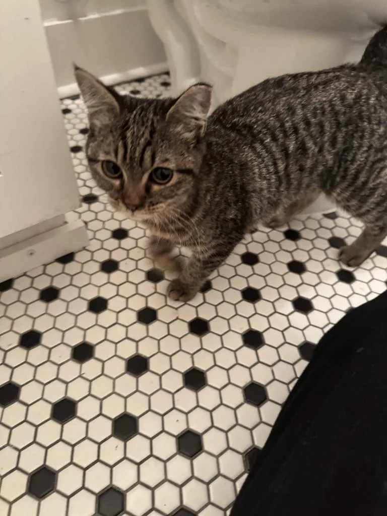 A baby small-sized female Domestic Short Hair cat named Skippy for adoption in Augusta, GA