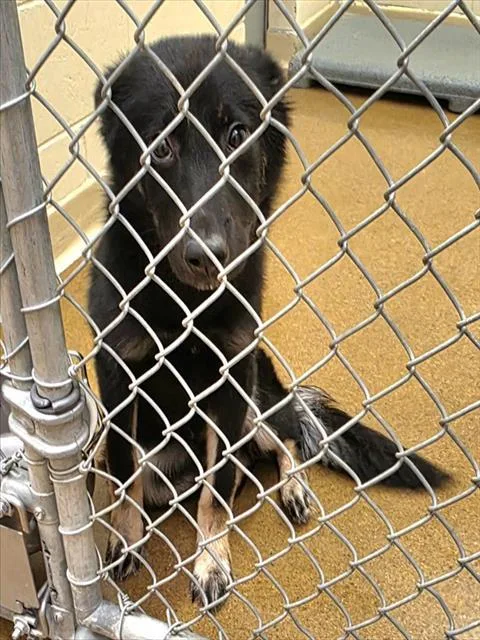 A young small-sized female Australian Shepherd dog named Eos for adoption in Anchorage, AK