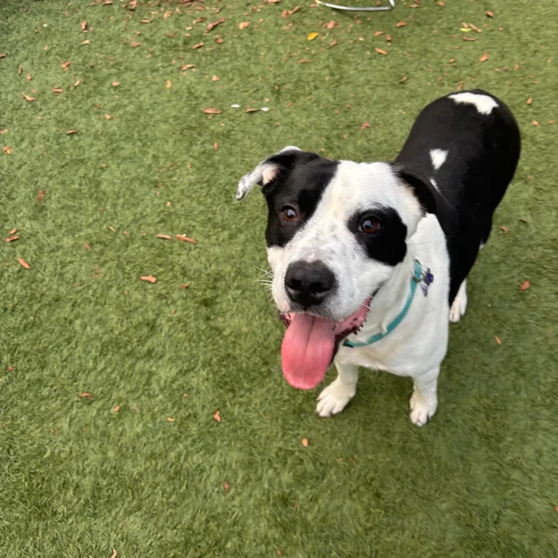 Southpaw thumbnail 4