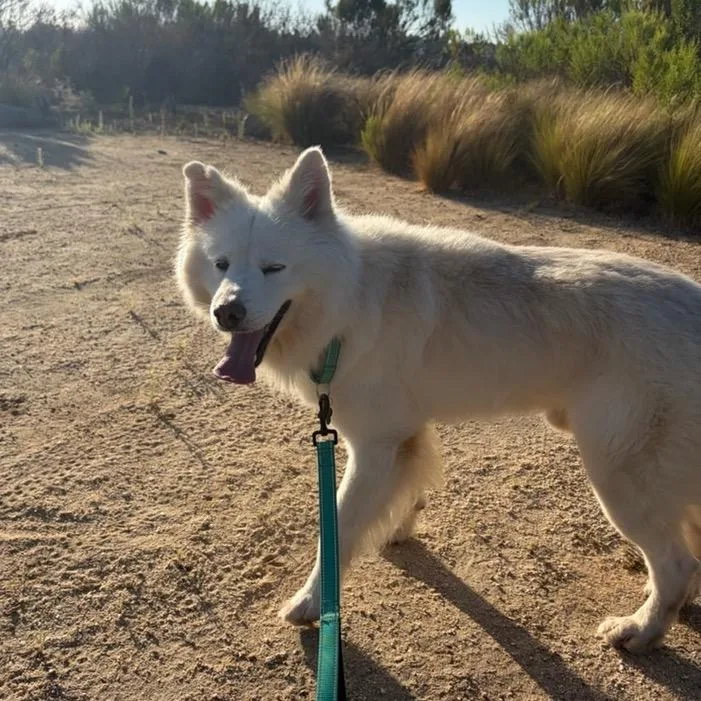 An adult medium-sized male Samoyed dog named Louie for adoption in Los Angeles, CA