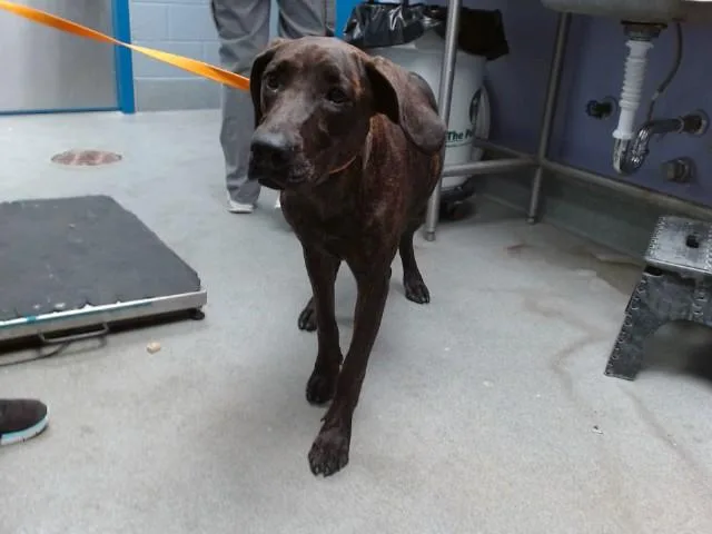 A young medium-sized female Weimaraner dog named Zorra for adoption in Albuquerque, NM