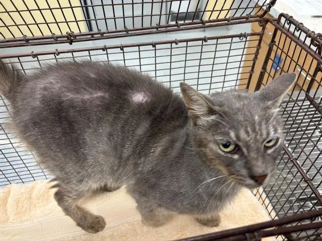 An adult small-sized male Domestic Short Hair cat named Tom for adoption in Tustin, CA