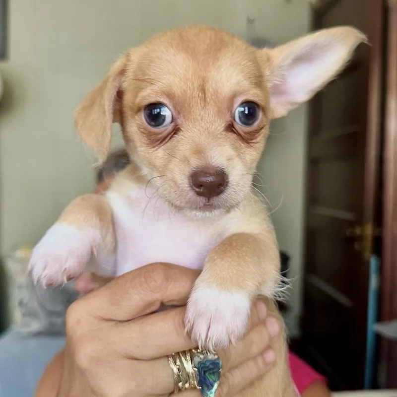 Miss Peanut