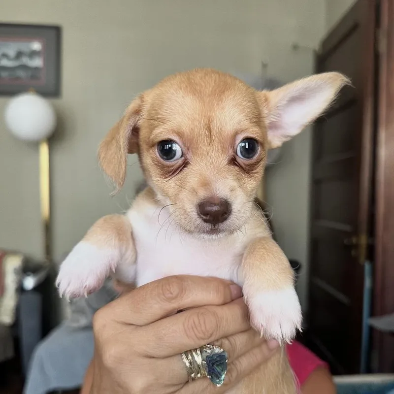 Miss Peanut thumbnail 2