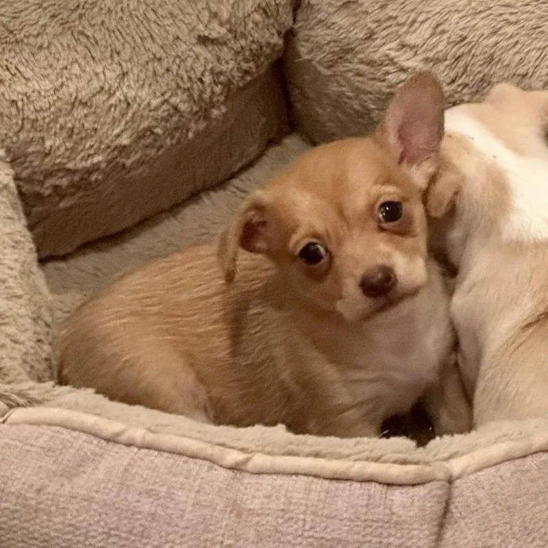 Miss Peanut thumbnail 3