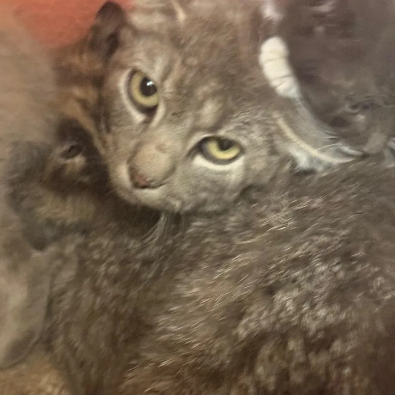 An adult medium-sized female Brown / Chocolate Domestic Short Hair cat named Tree Trunks for adoption in Flagstaff, AZ