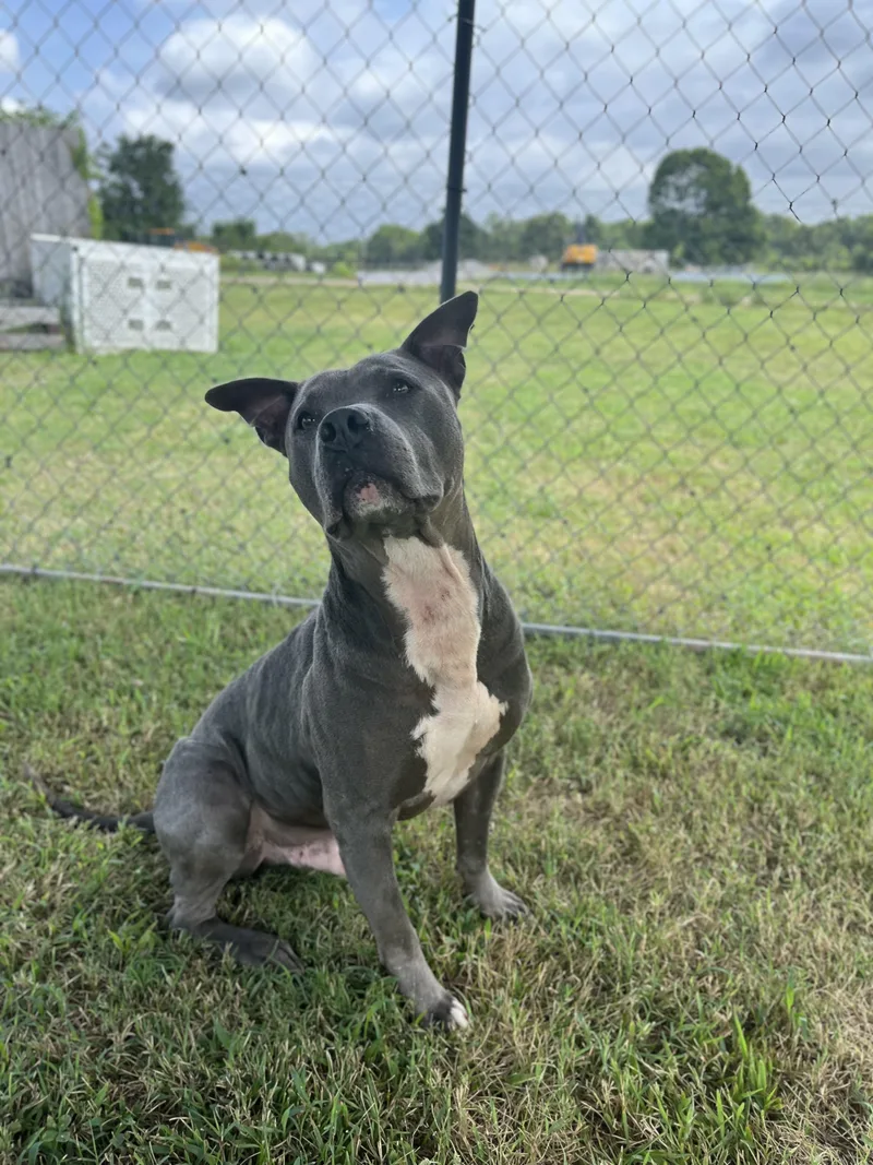 An adult medium-sized male Gray / Blue / Silver Staffordshire Bull Terrier dog named Yoda for adoption in Centerton, AR