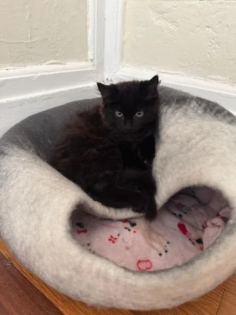 A baby medium-sized male Domestic Long Hair cat named Boston for adoption in Pawtucket, RI