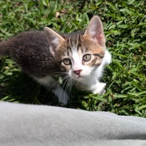 A baby small-sized male Gray / Blue / Silver American Shorthair cat named Mr. Yellow for adoption in Freeport, FL