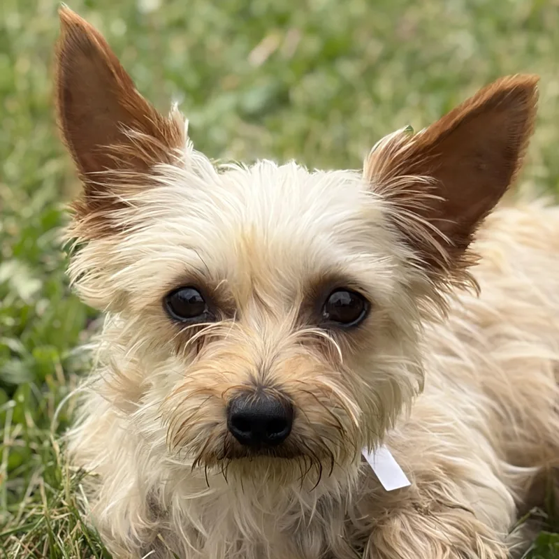 An adult small-sized female Yorkie Poo dog named Maggie for adoption in Jefferson, WI