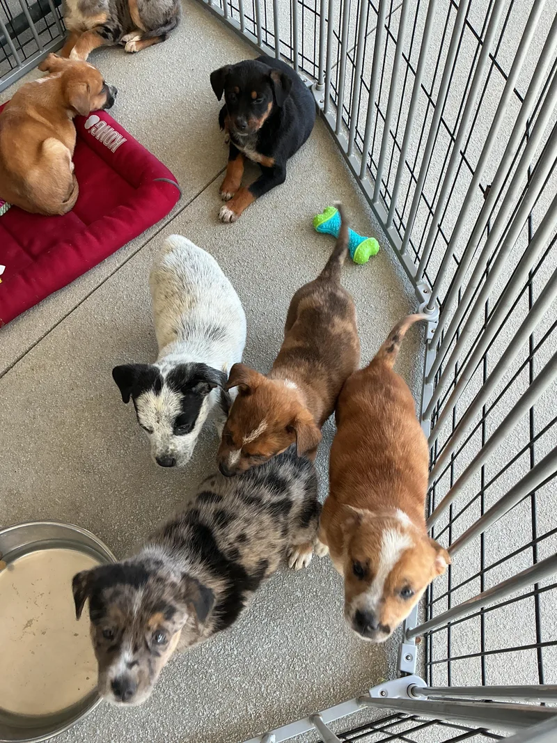 Puppies
