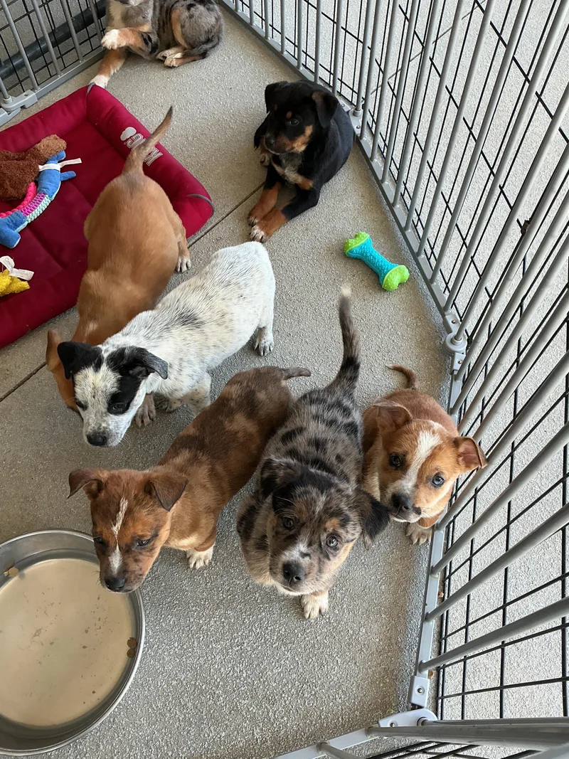 Puppies thumbnail 2