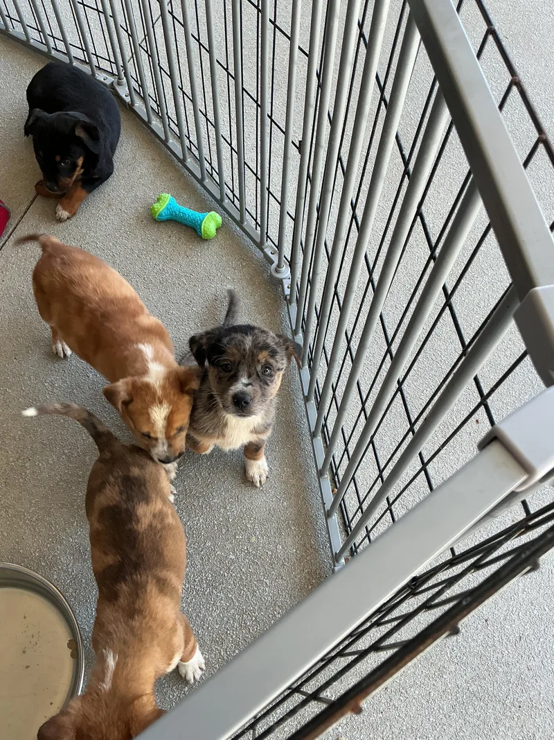 Puppies thumbnail 3