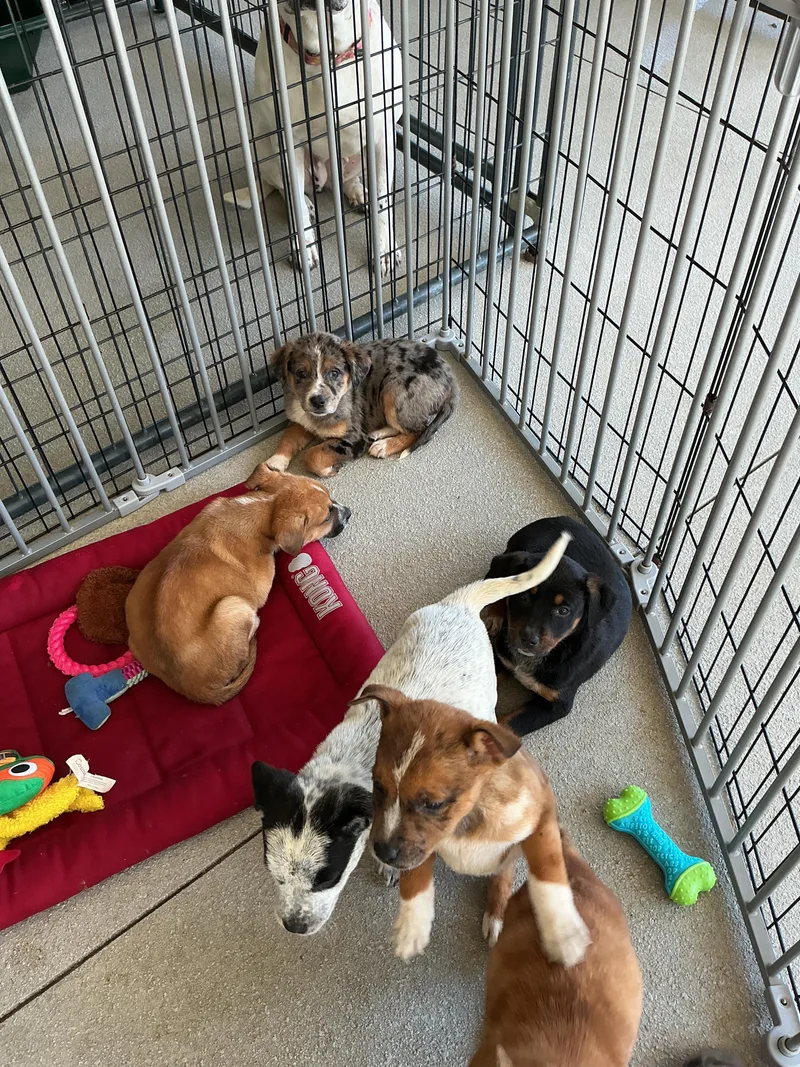 Puppies thumbnail 4