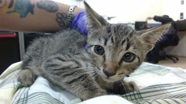 A baby small-sized male Domestic Short Hair cat named Mobil for adoption in Miami, FL
