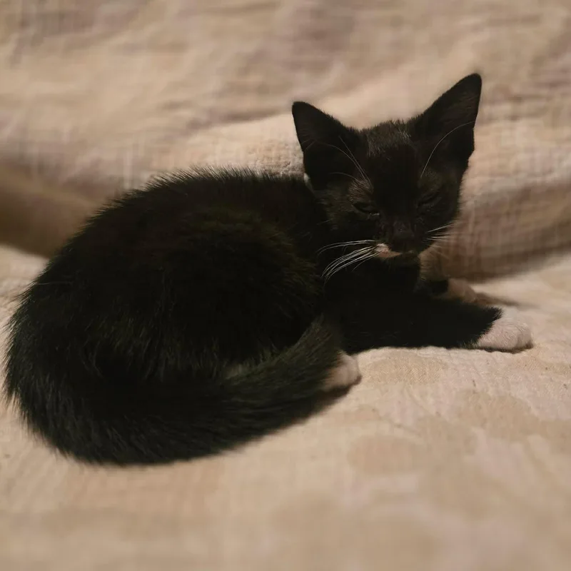 A baby medium-sized female Black & White / Tuxedo Domestic Short Hair cat named Oakley for adoption in Aberdeen, NC